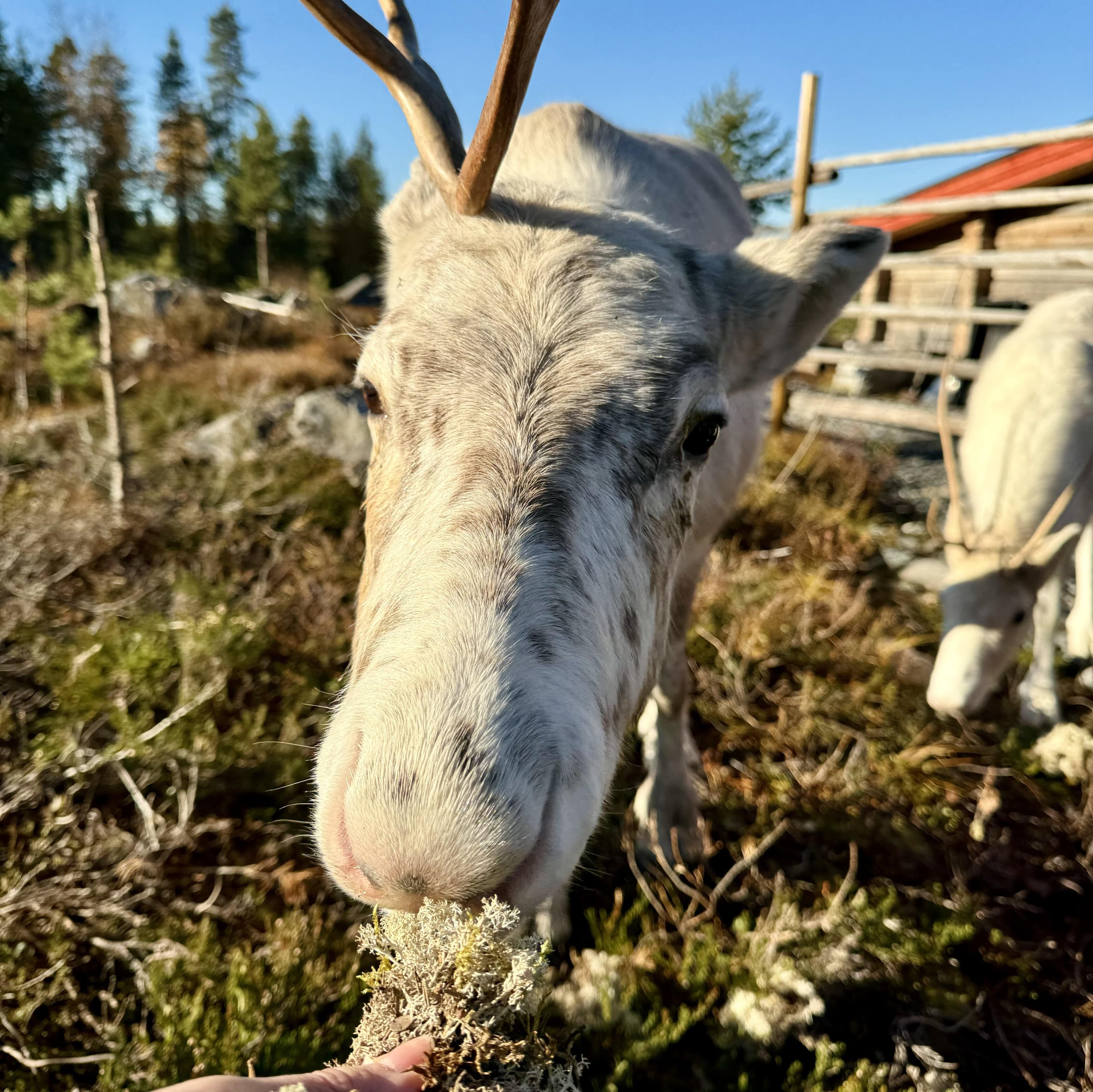 Reindeer, Berries & Fire: An Authentic Lapland Nature Experience