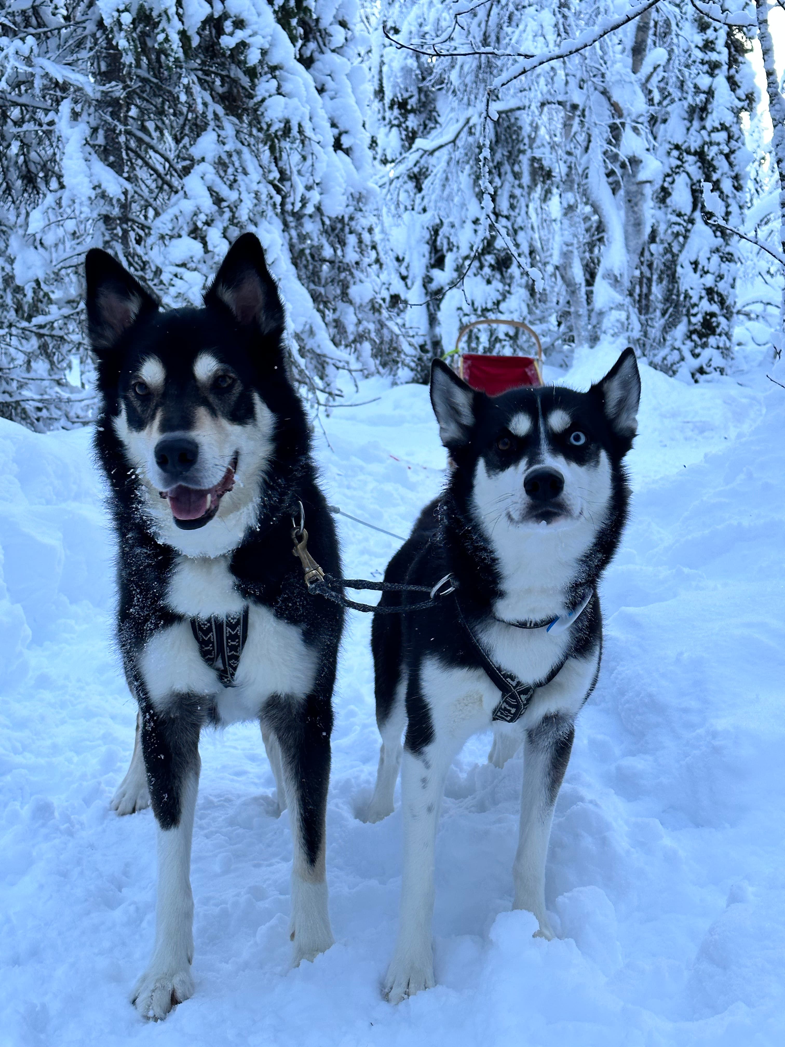 A REAL MUSHER (10km husky ride)