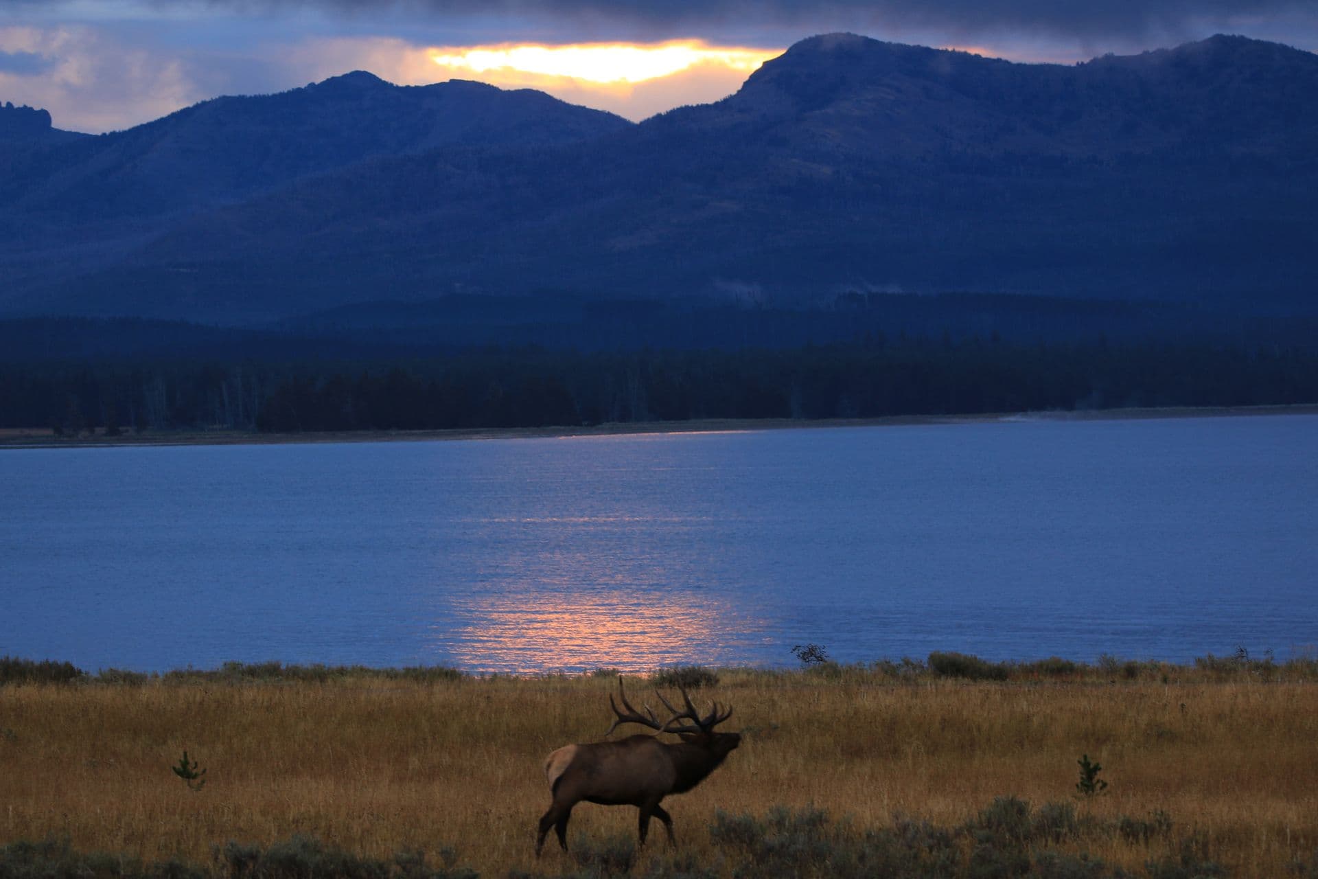 Safari at Sunset from West Yellowstone