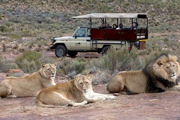 Sunset Big 5 Aquila Safari Snacks and Wine Tasting