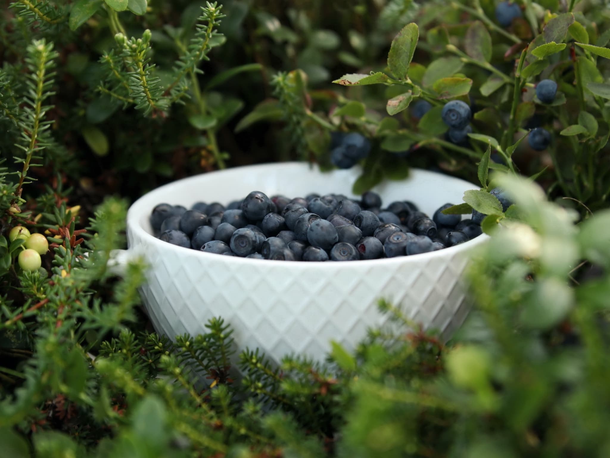 Mushrooms & Wild Berries Picking Tour - Small Group