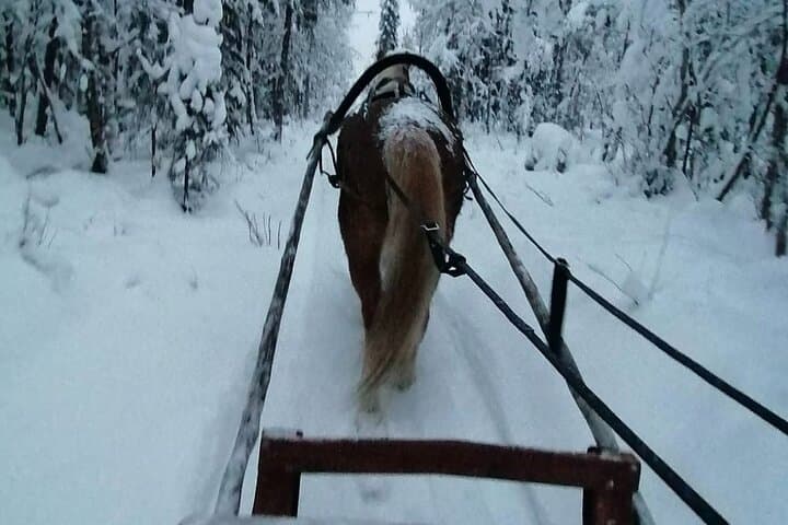 Traditional Finnhorse Sleigh Ride at SCV (3km)