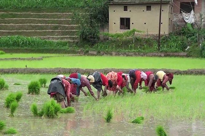 Rice Plantation Experience in Bhaktapur