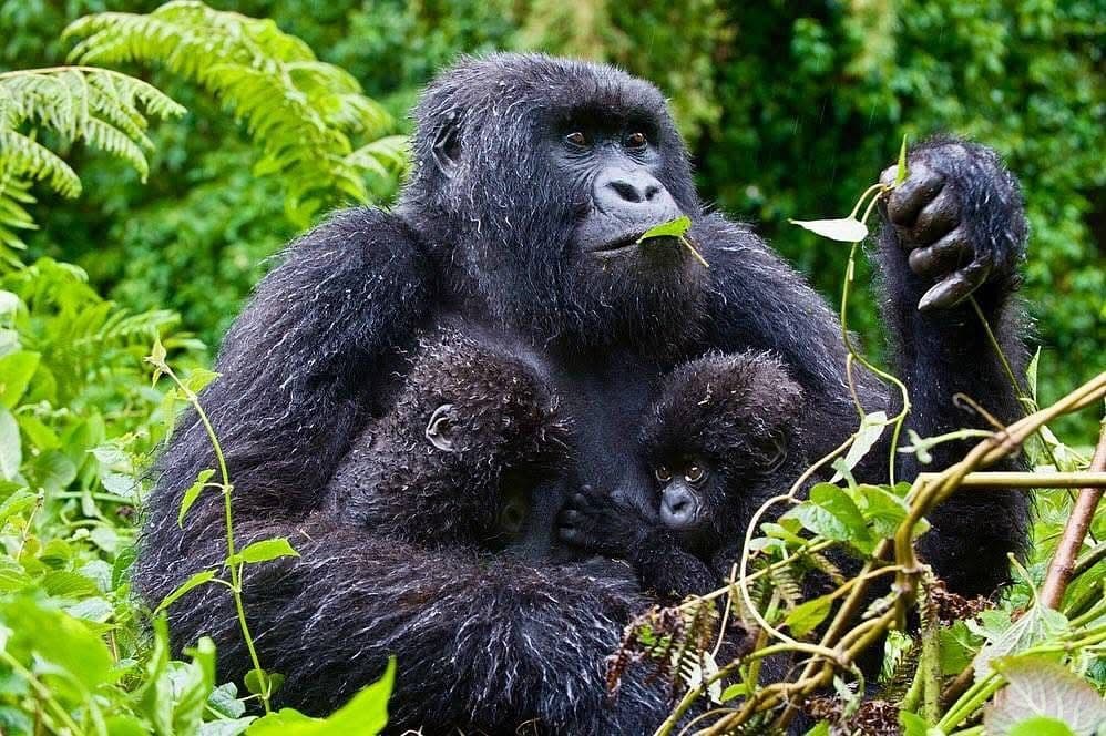 5 – DAYS OF UGANDA WILDLIFE AND PRIMATES EXPERIENCE