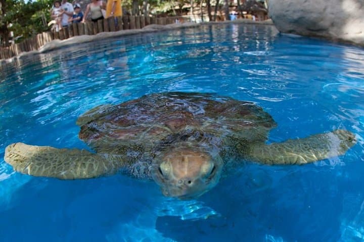 Praia do Forte & Guarajuba