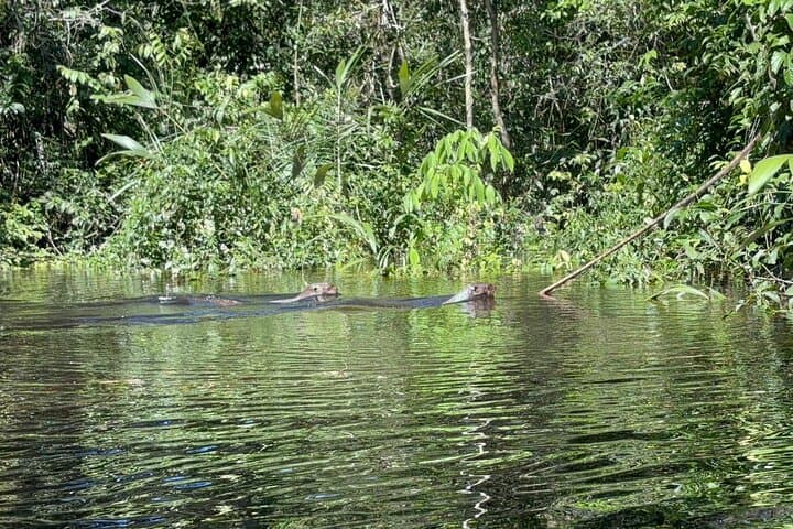 7 Day Amazon Deep Survival Trip to Amanã lake