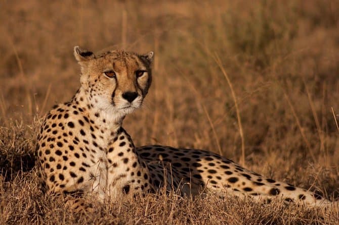 6 days Masai Mara & Serengeti Safari