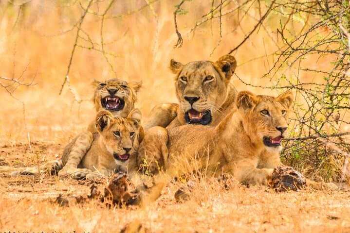 15-Day Wildlife Safari and Gorilla Trekking in Uganda