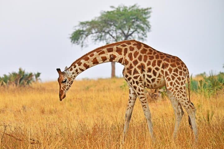 5-Day Private Tour in Big Five Kidepo Valley National Park 