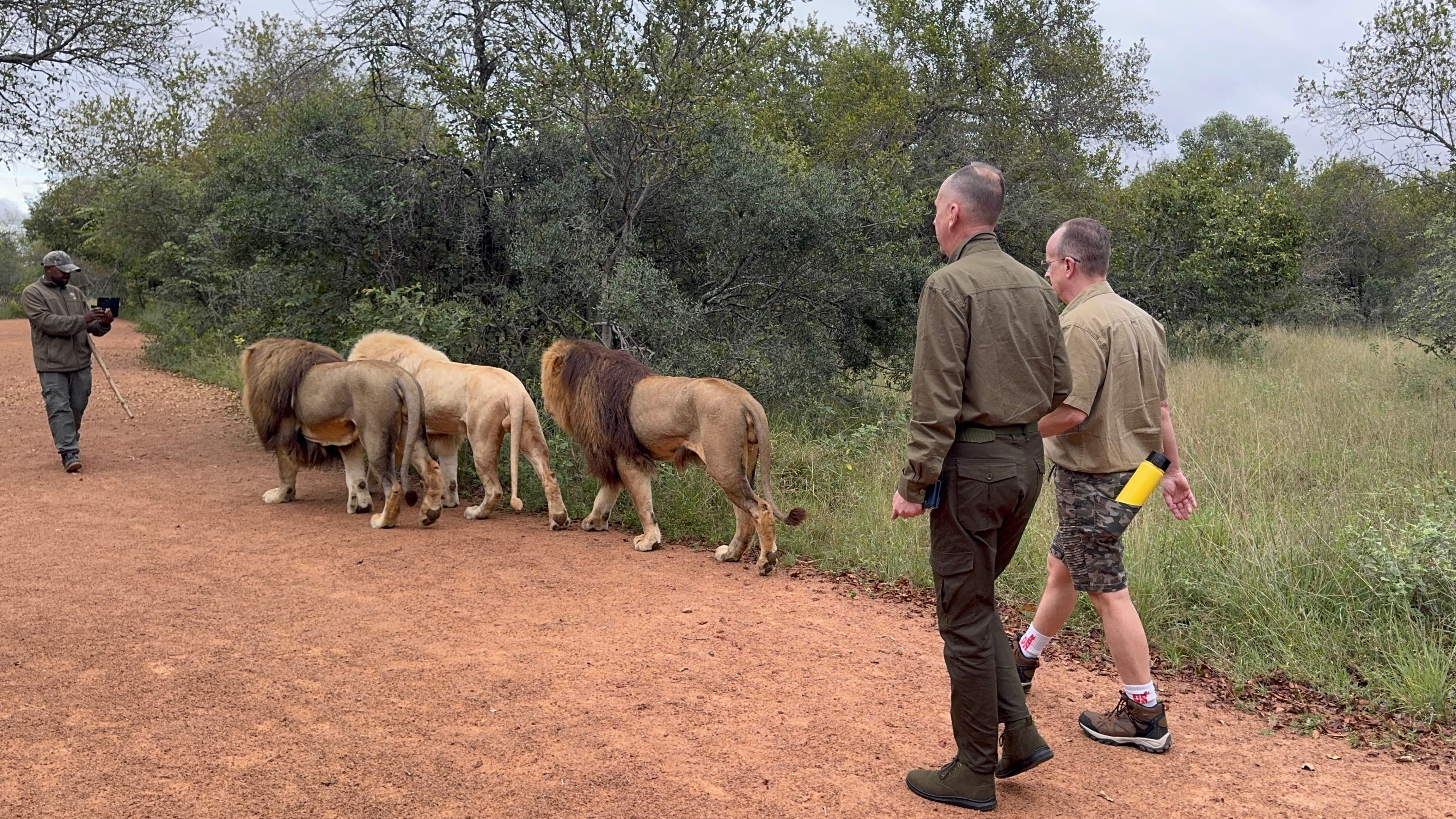 Walk with Lions in Johannesburg & Elephant Experience