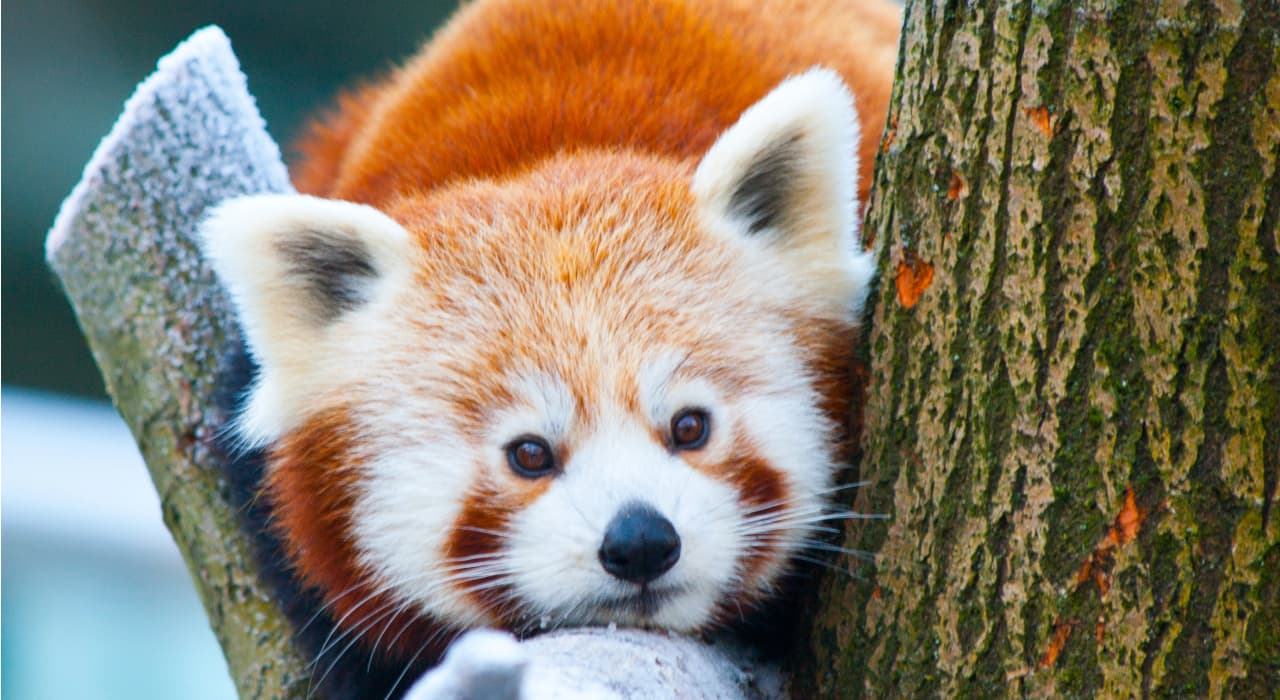 Red Panda and Dujiangyan World Heritage