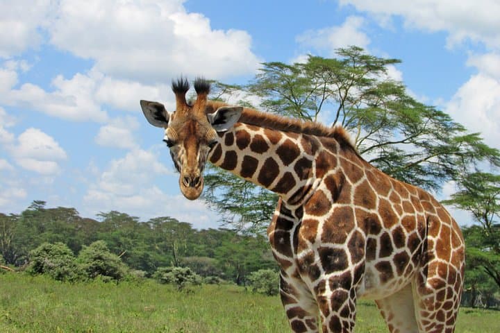Lake Nakuru Day Trip Safari – & Optional Lake Naivasha Boat
