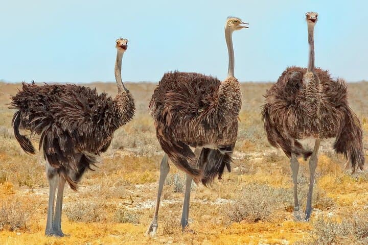 Agadir National Park and mini Sahara day trip