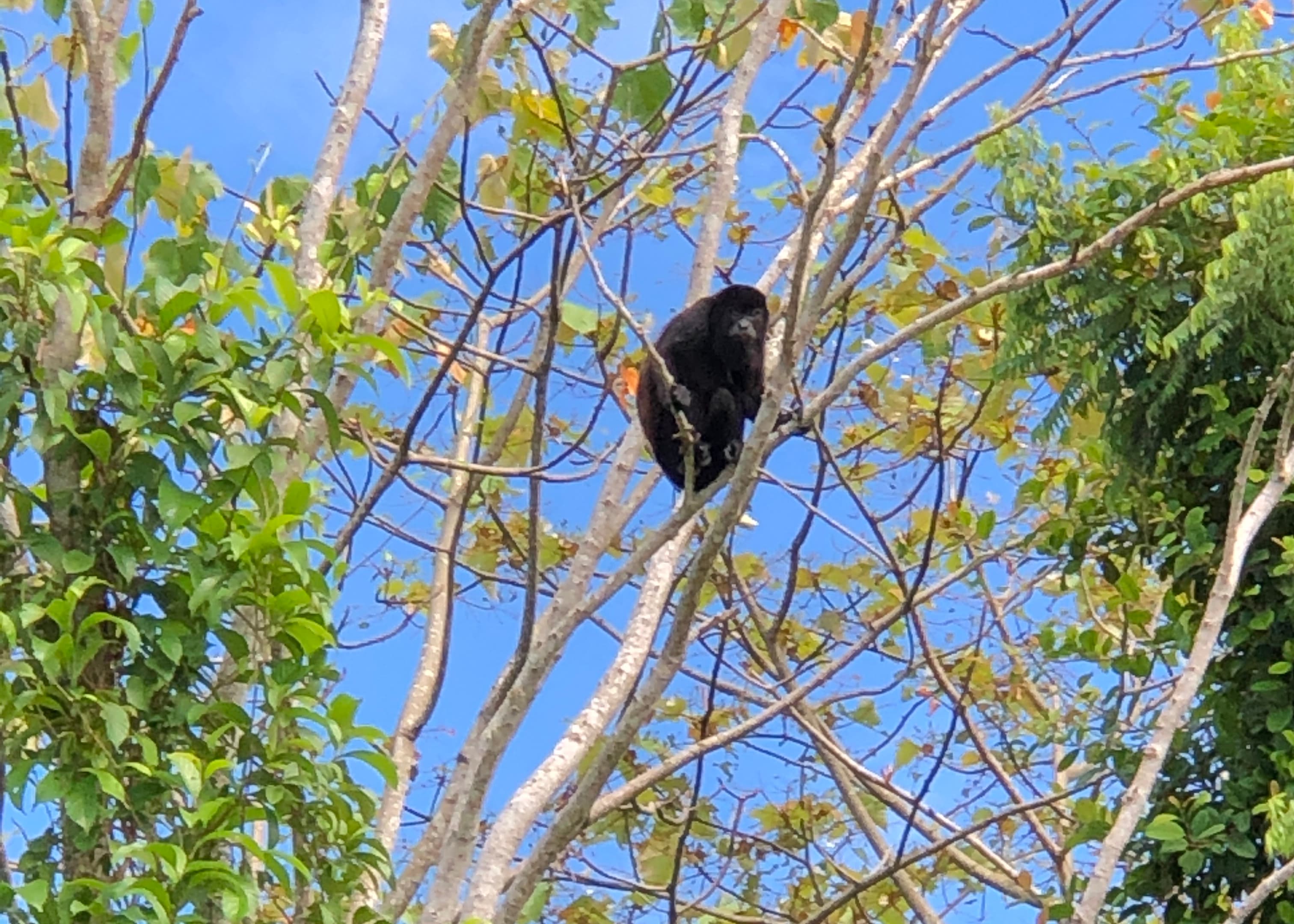 Rainforest Wildlife Adventure
