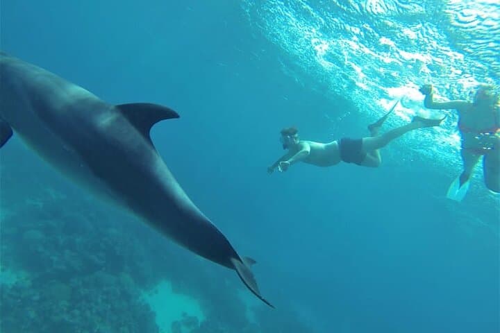 Dolphin House Snorkeling Trip & Swim with Dolphins - Hurghada 