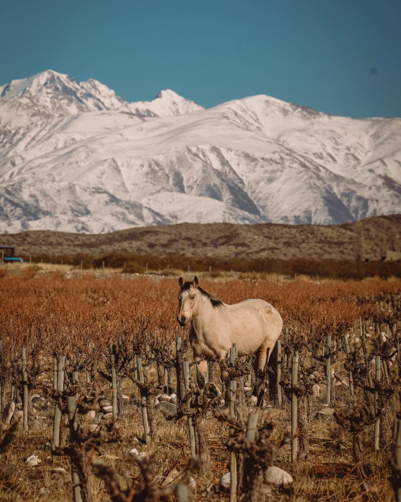 Ruta Escénica: De Mendoza a los Andes