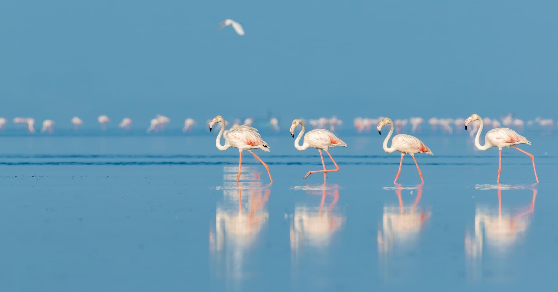 9 Days - The Best of Tanzania & Lake Natron Midrange Safari