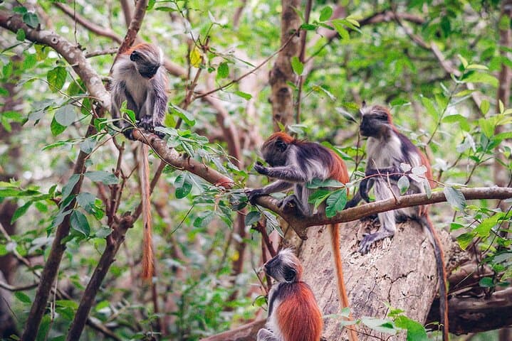 Experience Jozani Forest, Kuza Caves, The Rock Restaurant & Kae Funk Beach Party