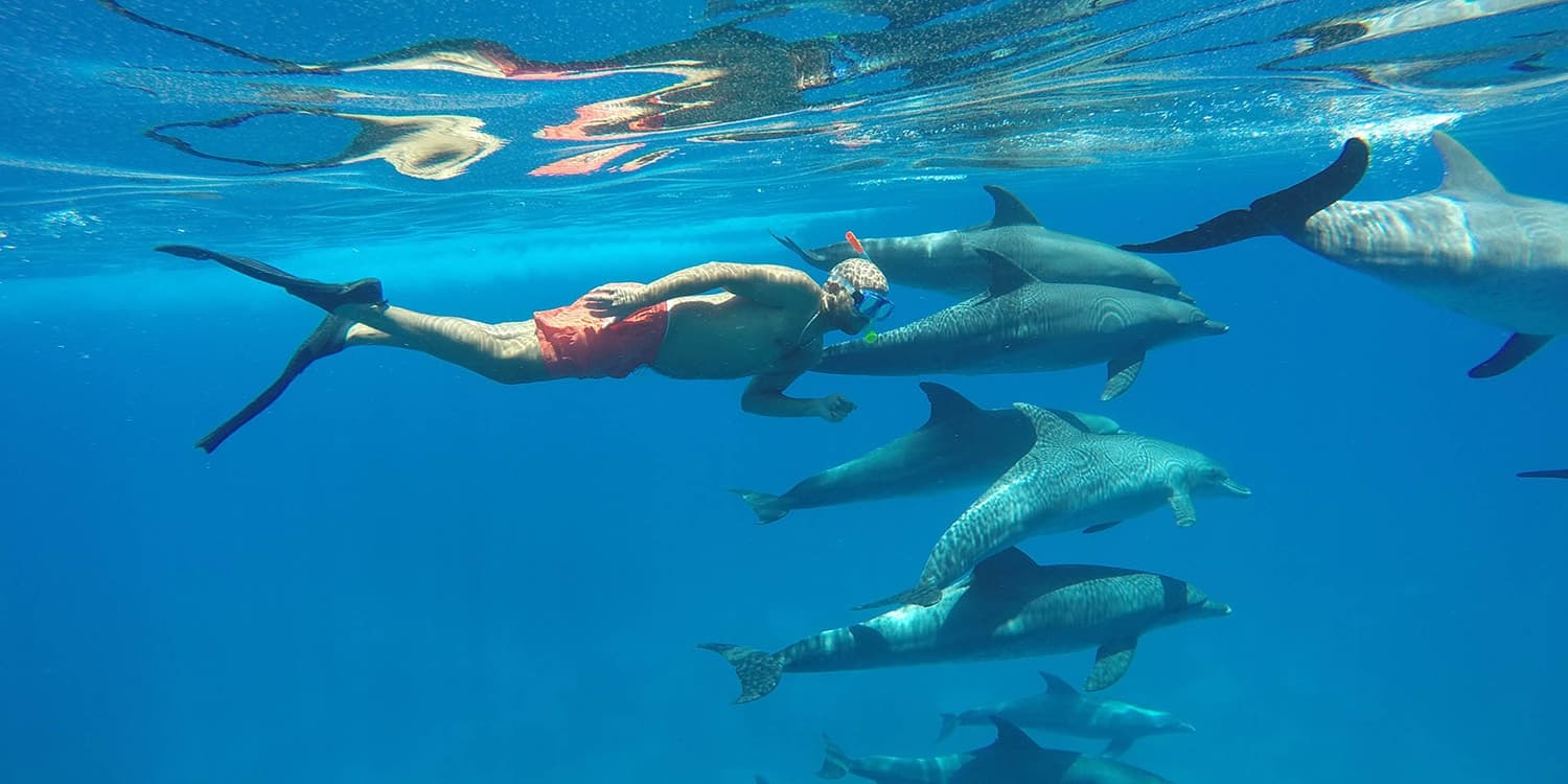 Book Now Dolphin House