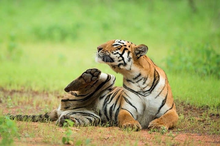 2-Night Private Ranthambore National Park with Wildlife Tour from Delhi