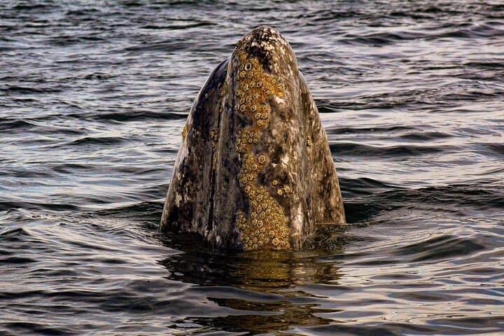 Gray Whale Journey: 10-Hour Tour with 3 Hours of Whale Watching