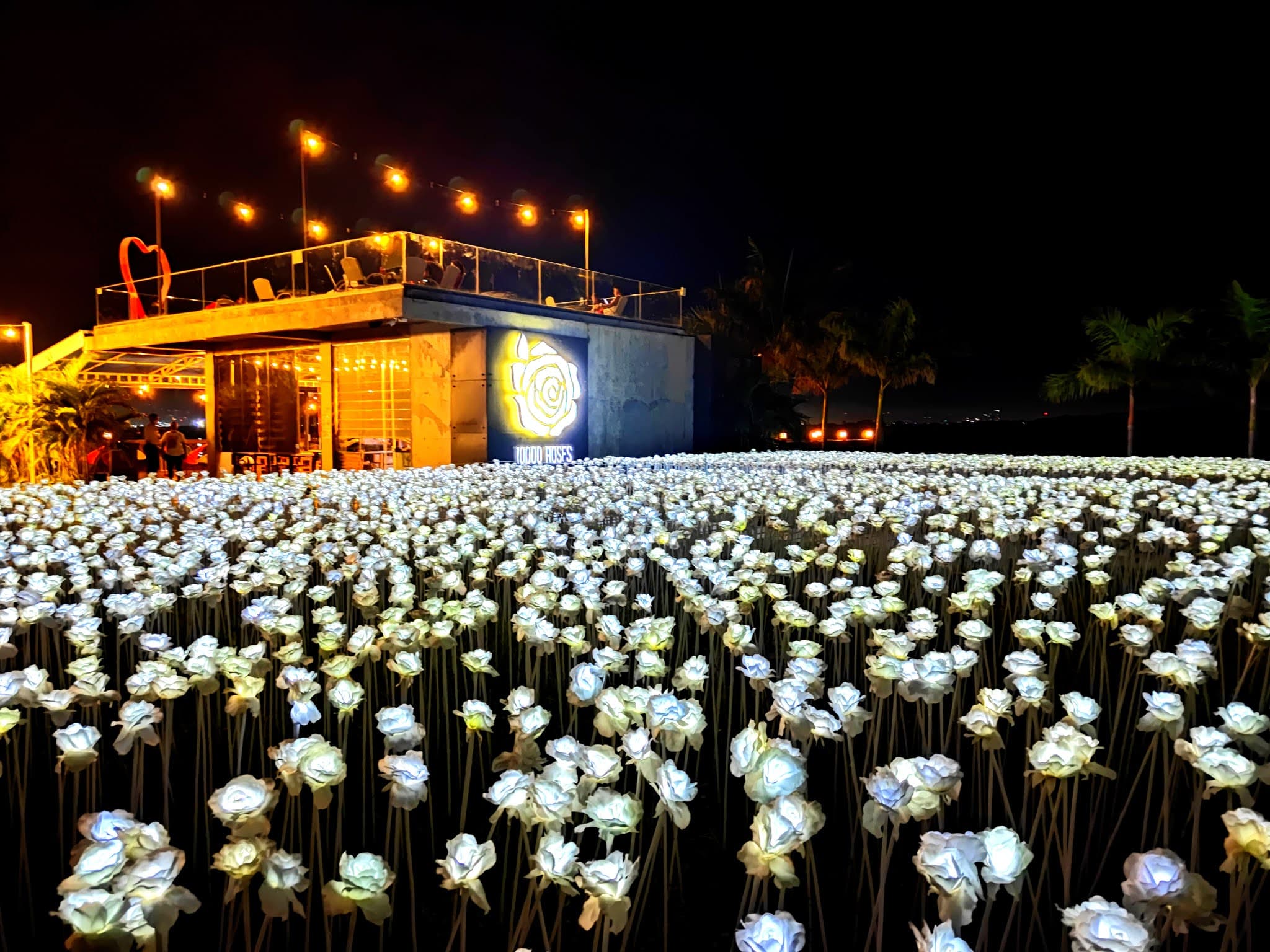 Afternoon Tour with 10K Roses