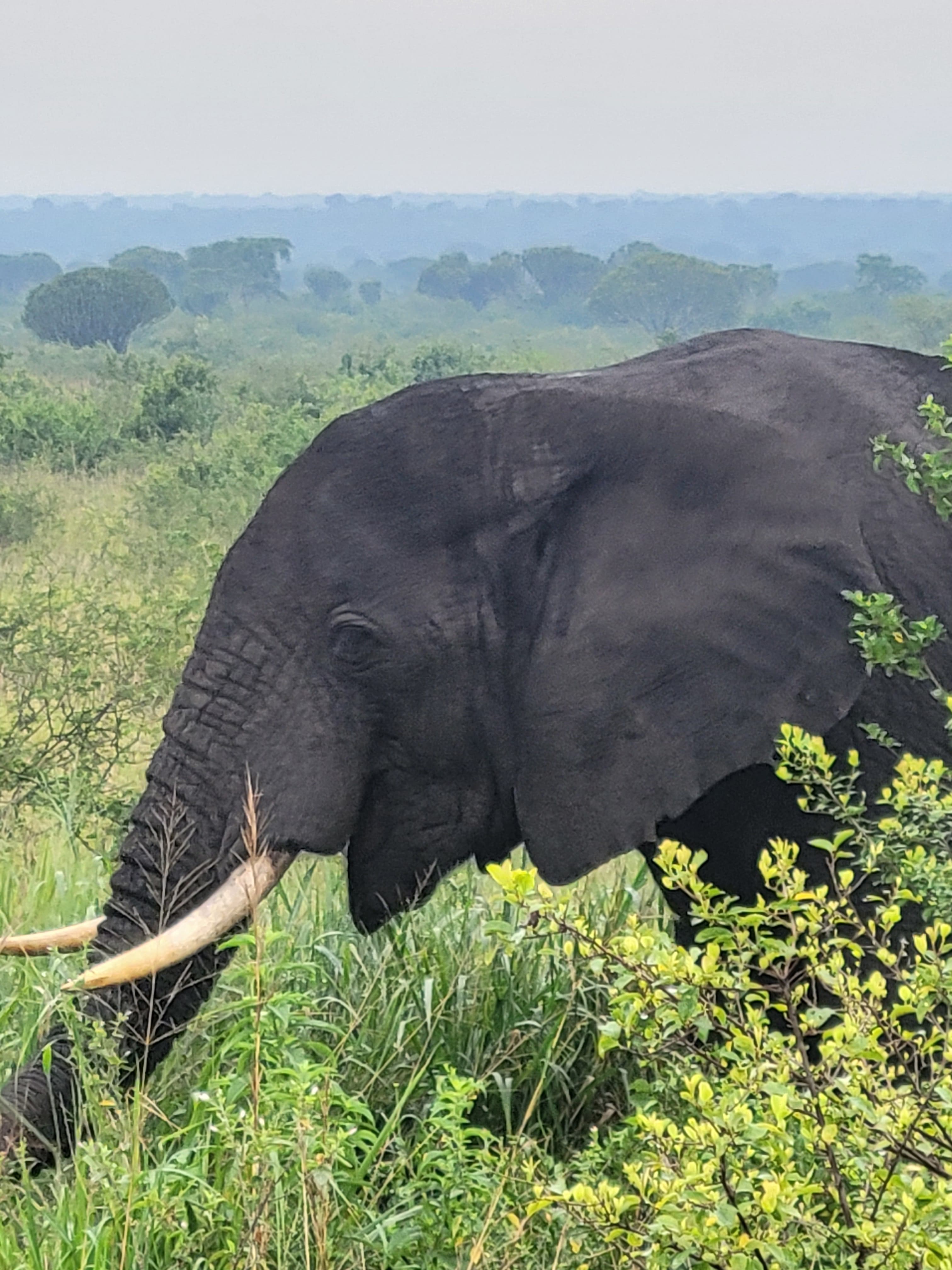 10-Day Fly-in Primates and Wildlife Luxury Safari