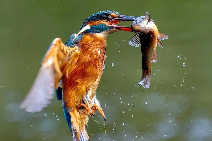 3-Day Private Birding Experience at Lake Bunyonyi