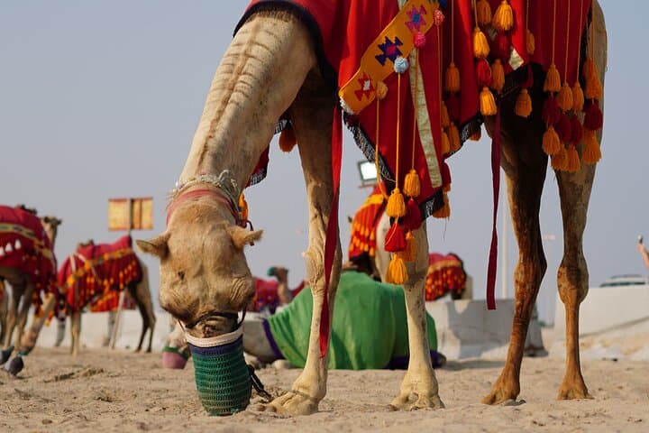 Private Shuttle Bus Service from Al Wakra to Sealine Beach