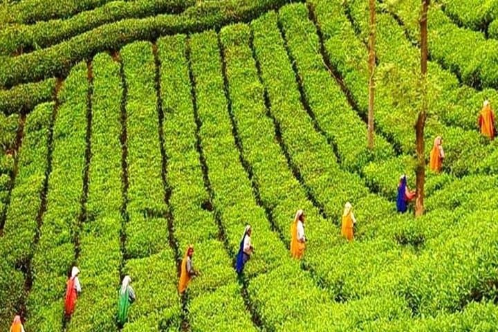 Pocket Friendly Package 