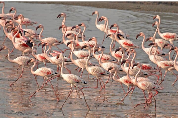 Venice Lagoon Bike & Birdwatching Tour: Flamingos in Lio Piccolo