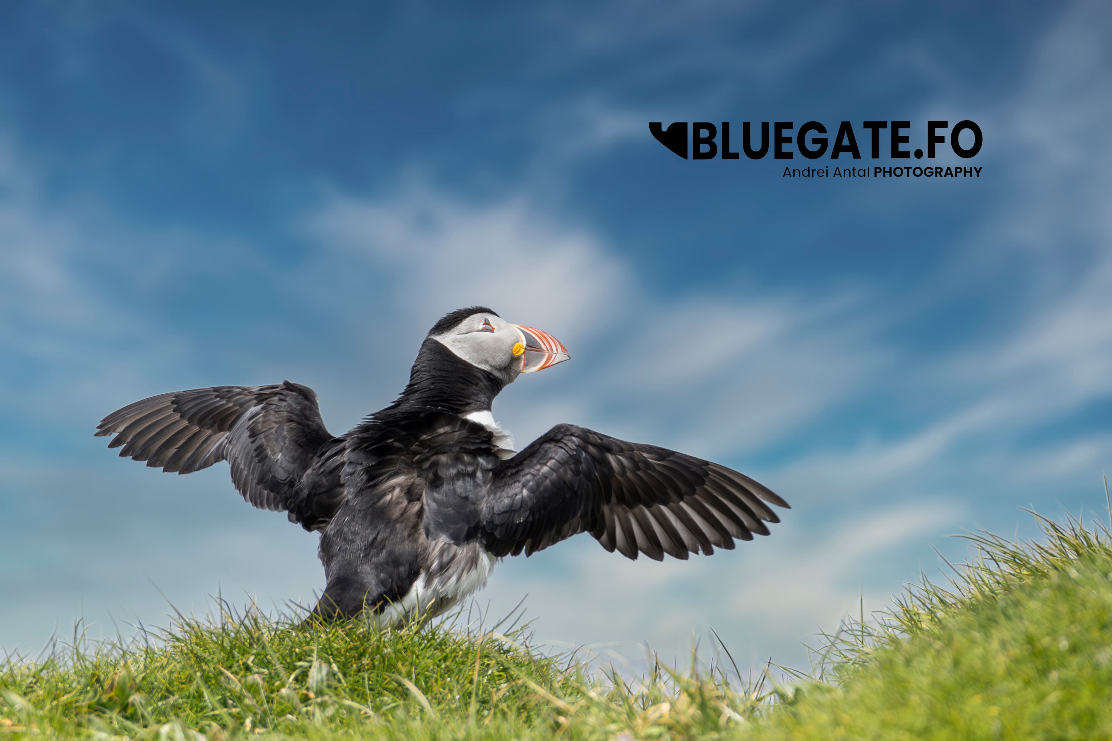 Puffin Safari Boat Tour