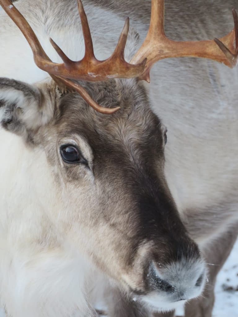 VISIT TO A TRADITIONAL REINDEER FARM + 2.5 KM SLEIGH SAFARI