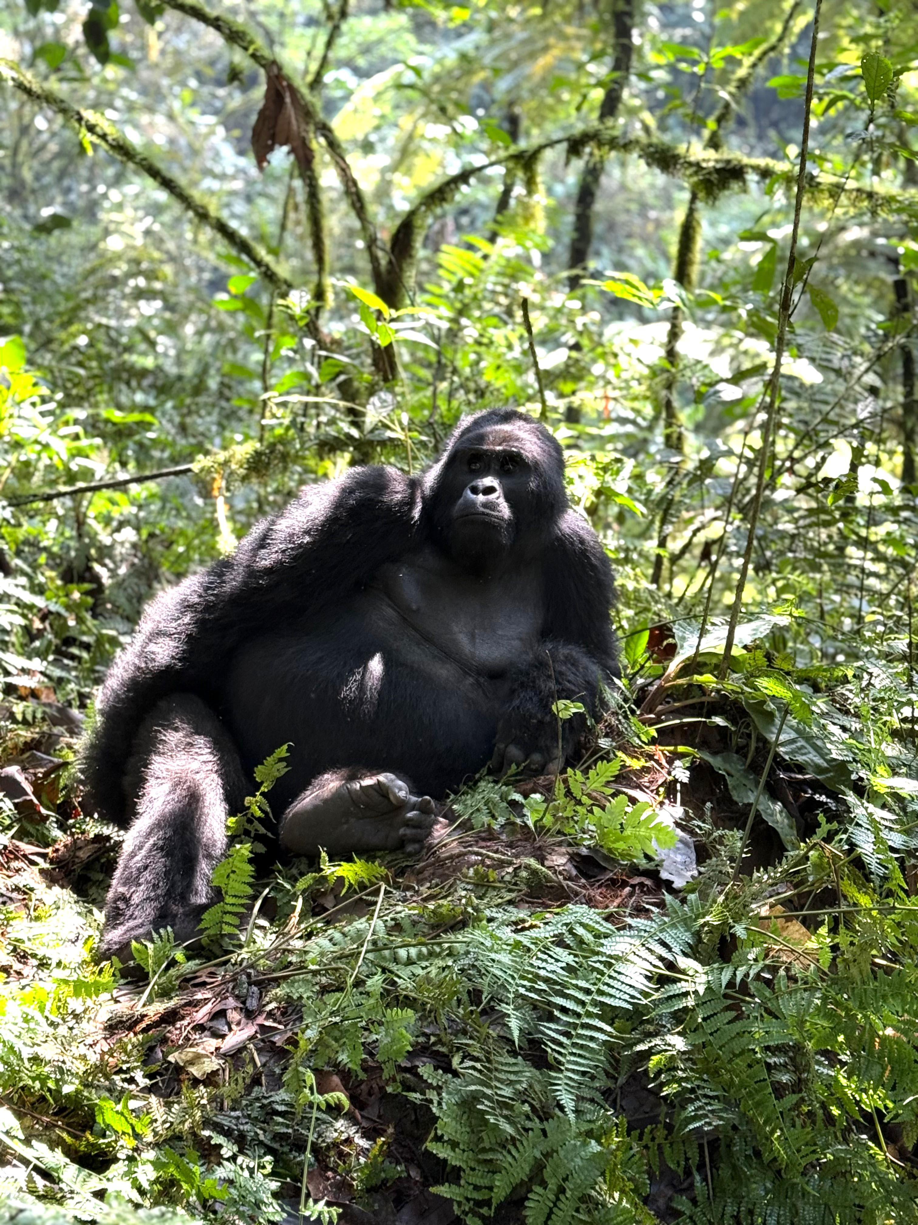 6-Day Primates and Wildlife Luxury Tour via Kigali