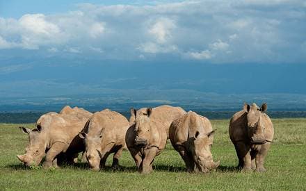8-Day Safari Tour to Kenya Spectacular Wildlife Parks & Reserves
