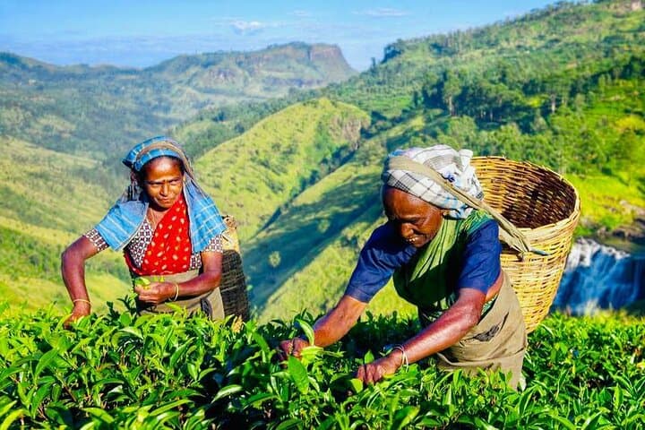 Horton Plains Tea Factory and Nuwara Eliya Day Tour