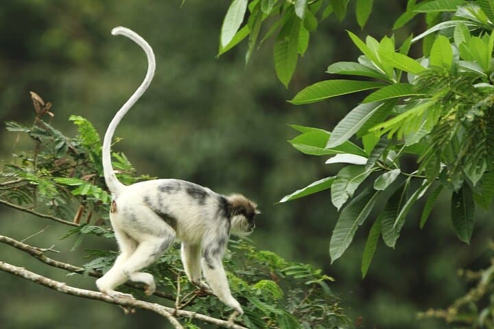 Sinharaja Rainforest Private Day Tour from Galle