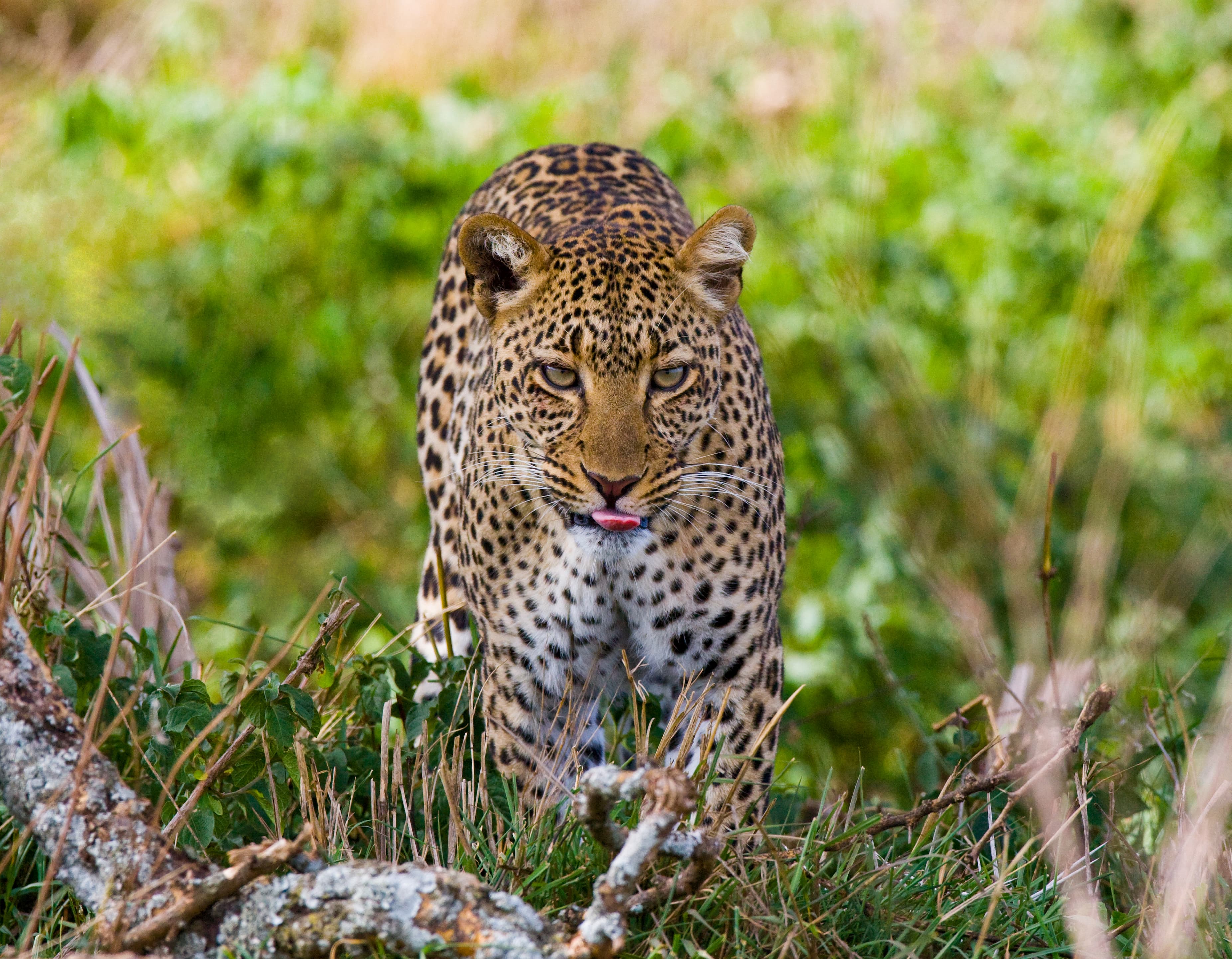 7 Days - The Great Wildebeest Migration Safari