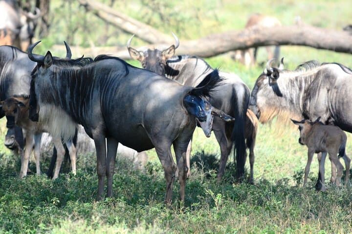 6 Days Private Tour to The Great Wildebeest Migration Calving Season