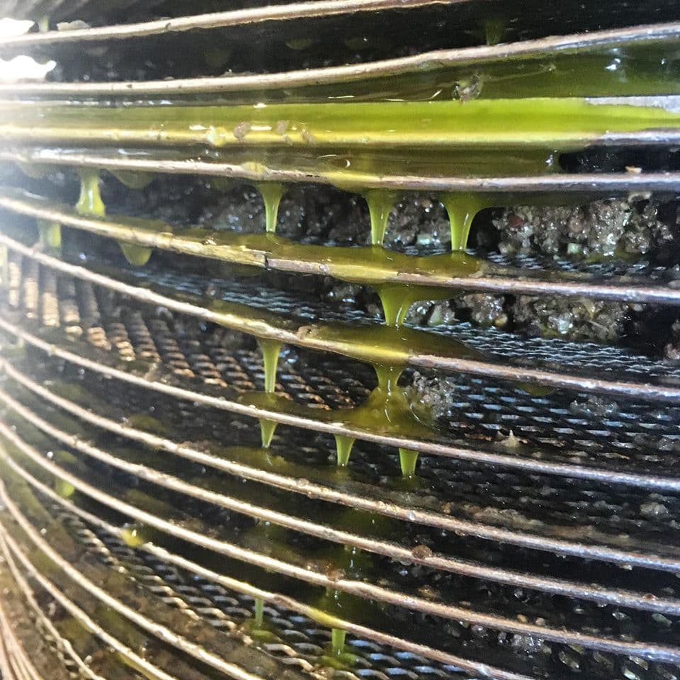 Half-Day Olive Grove - Olive Mill and Winery Tour with tastings & Lunch