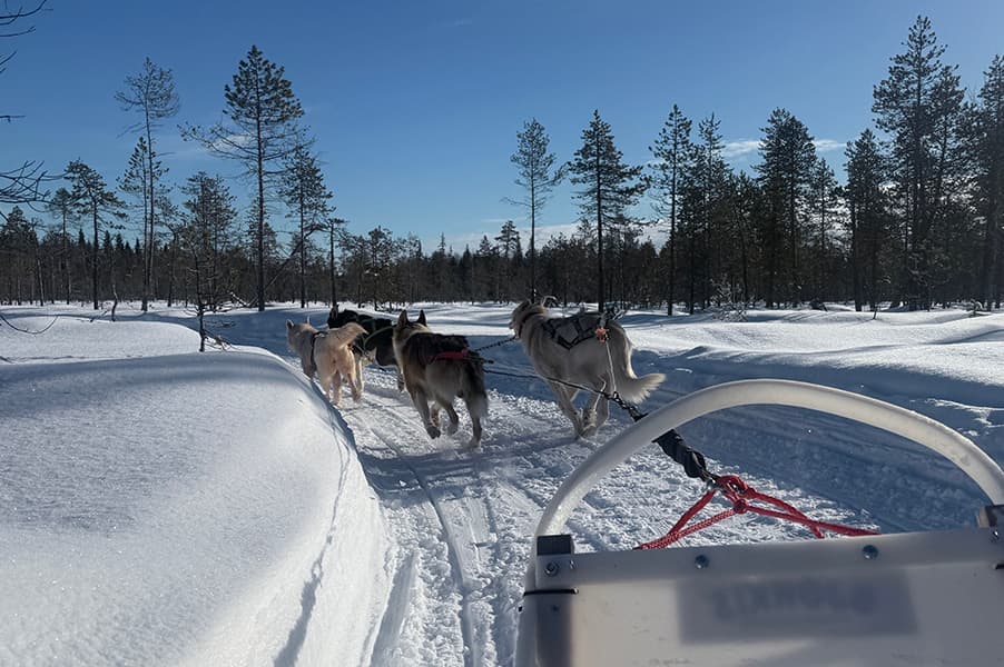 Husky safari in a hidden forest kennel – self-drive 5-6 km, Levi