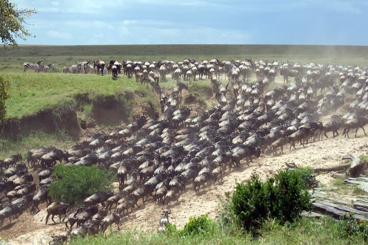 4-Day Tour to Tarangire, Serengeti and Ngorongoro
