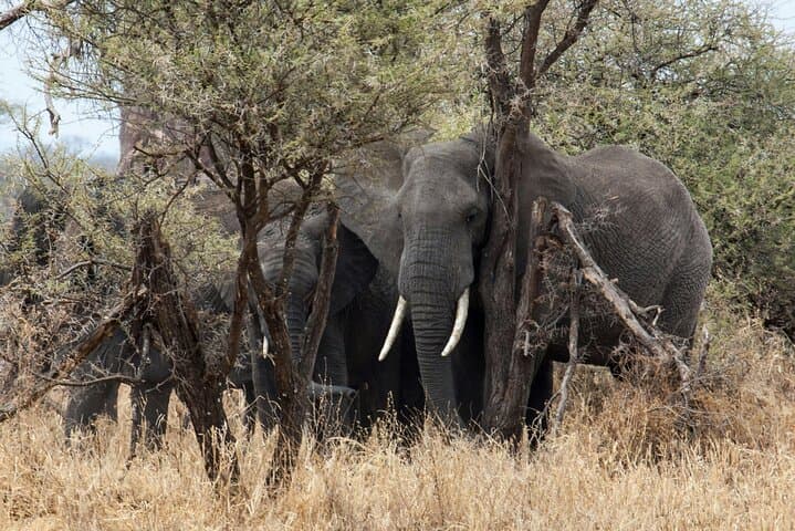 Day Trip Tarangire National Park