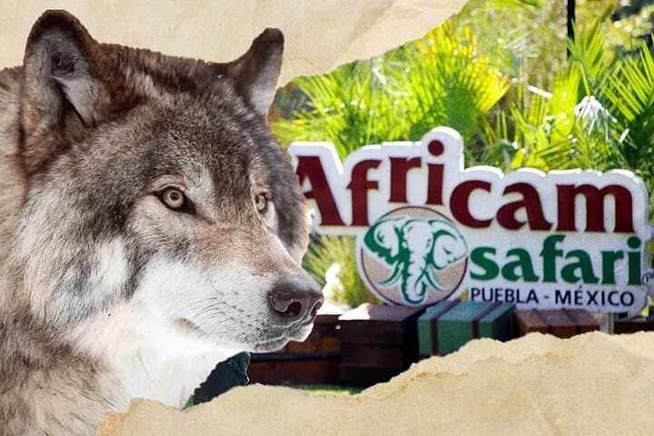 Africam Safari Tour from Puebla
