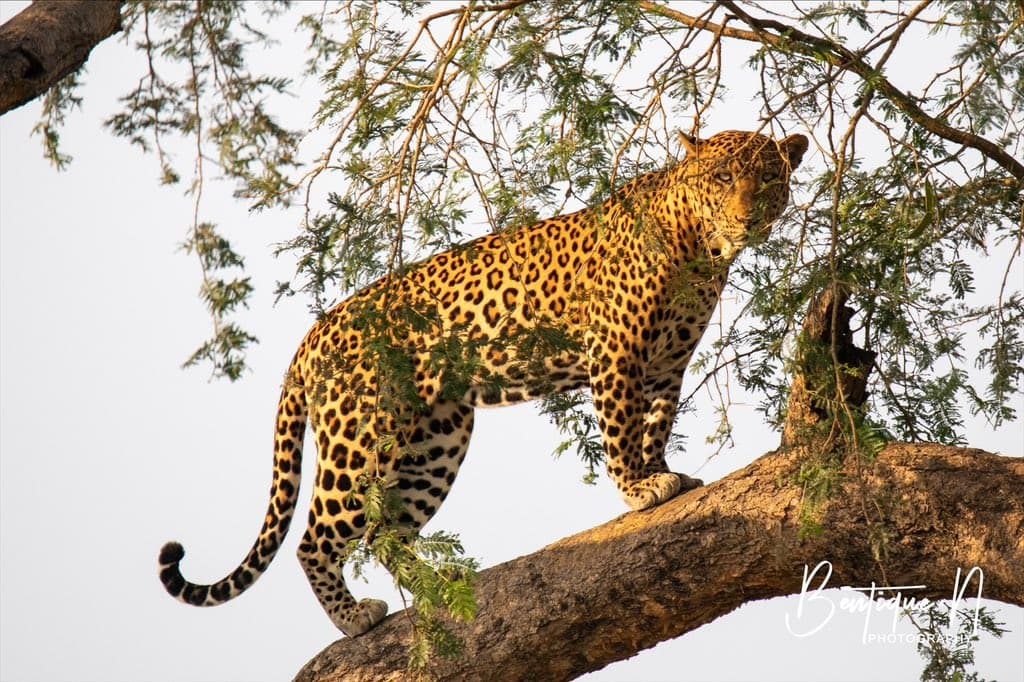 6days chimpanzee trekking and cultural tour