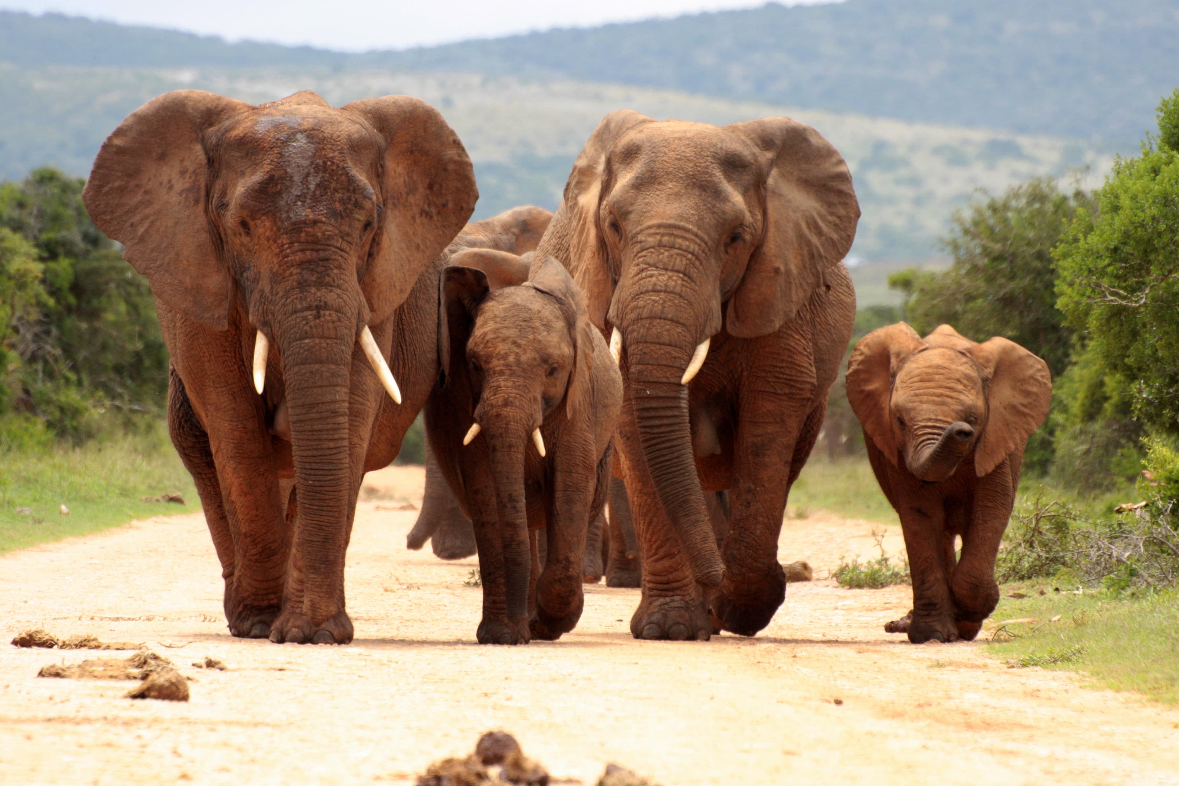 Pilanesberg National Park Safari in Open Vehicle from Johannesburg