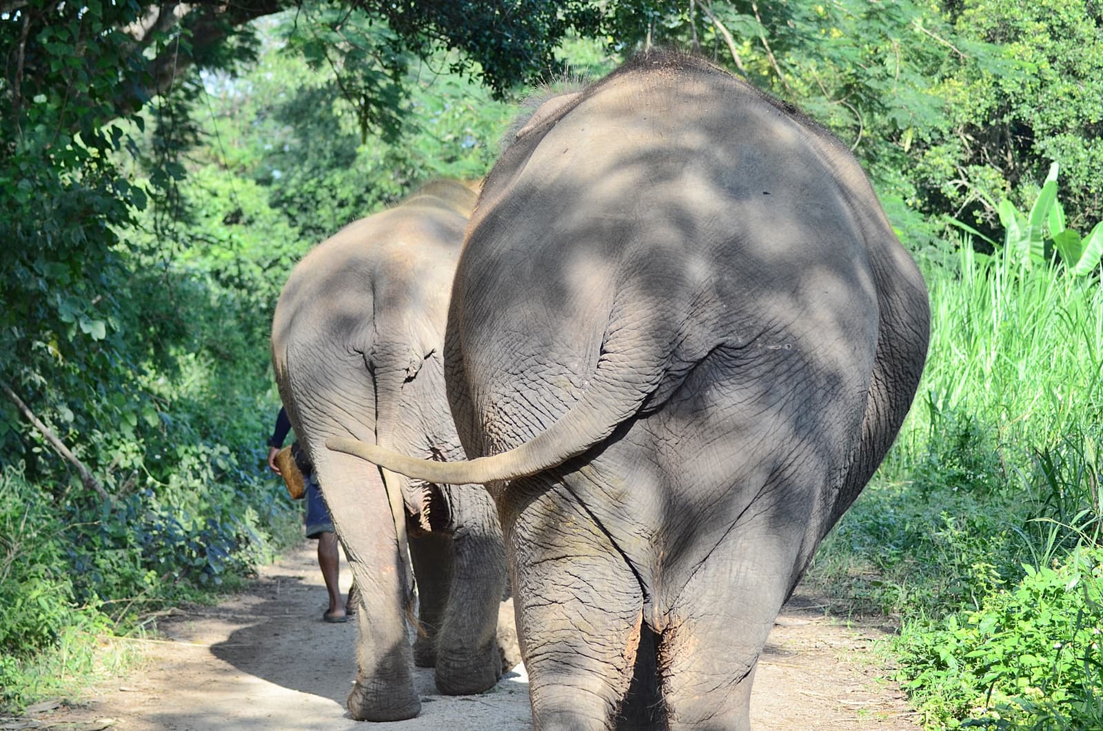 Elephant Sanctuary+Bamboo Rafting+Long Neck Village