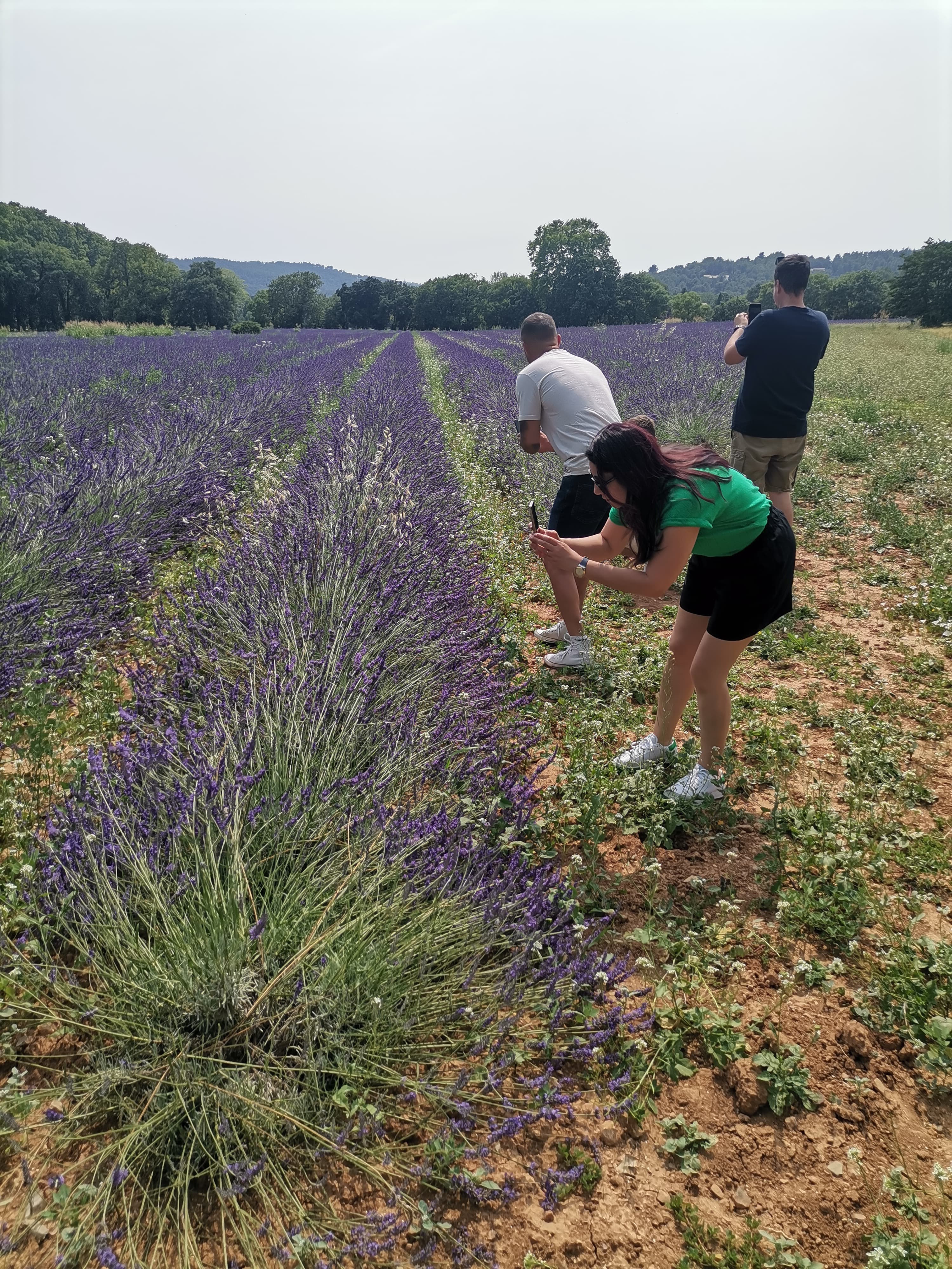 Live a real and unique experience in a lavender field