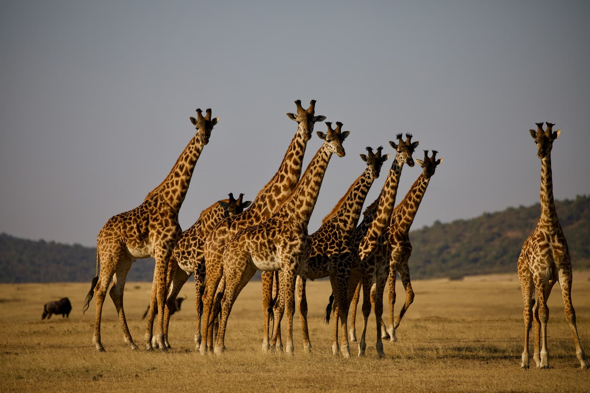 10 Days - Complete Tanzania Tented Camp Luxury Safari