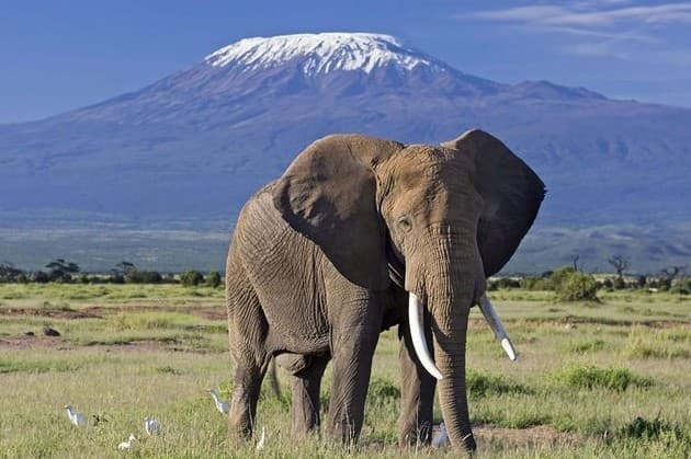 5 Days Majestic Safari